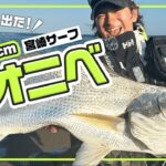 【サーフ】宮崎のサーフで出た！135cmのオオニベ【ルアパラ九州】