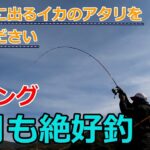 【エギング】2月も絶好釣！ ラインに出るアタリをご覧ください