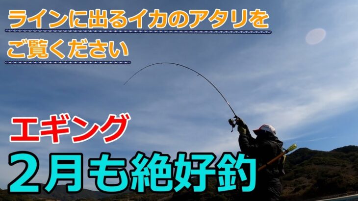 【エギング】2月も絶好釣！ ラインに出るアタリをご覧ください