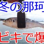 茨城県 那珂湊港 2月のサビキ釣り 爆釣