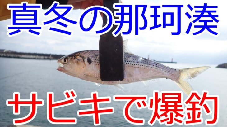 茨城県 那珂湊港 2月のサビキ釣り 爆釣