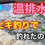 2月末の温排水のサビキ釣りで釣れたのは？知多半島