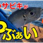 【本牧海づり施設】このサビキ良いわぁ　オススメのサビキ　2023年