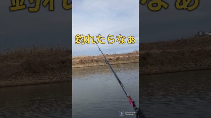 2023.2.7雰囲気は今日も朝から良いです😅宇治川ブラックバス釣り！ #fishing #ルアーフィッシング