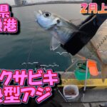 茨城県　久慈漁港　サビキ釣り　2月上旬　まだ釣れそうです　2023