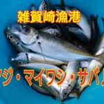 2/4『サビキが好調！アジやマイワシが大漁♪』雑賀崎漁港RT　フィッシングマックス和歌山インター店