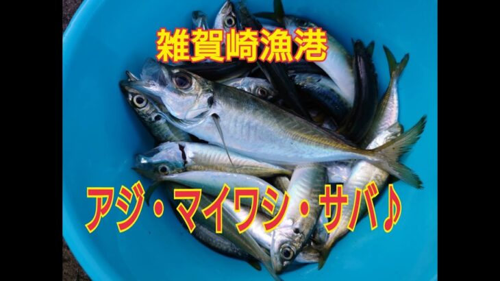 2/4『サビキが好調！アジやマイワシが大漁♪』雑賀崎漁港RT　フィッシングマックス和歌山インター店