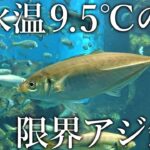 【海水温9.5℃】アジの生存限界に達した海で果たしてアジは釣れるのか？サビキ釣りで調査しました