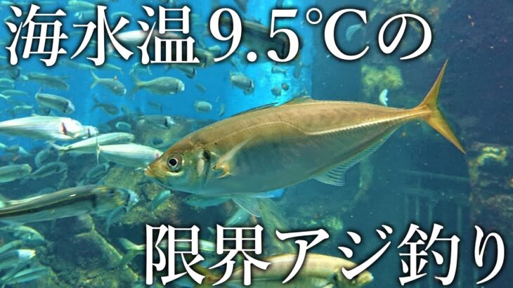 【海水温9.5℃】アジの生存限界に達した海で果たしてアジは釣れるのか？サビキ釣りで調査しました