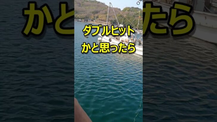 サビキ釣りで気分が上がる瞬間 #shorts #サビキ釣り #嬉しい #ヒット