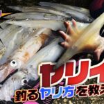 今が旬！ヤリイカエギング！誰でも簡単に釣れるヤリ方教えます🦑初心者さんも大歓迎🔰