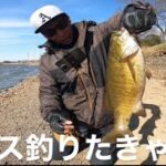 【バス釣り】真冬の元荒川！初バス釣りたきゃここに行け！【スモールマウスバス】