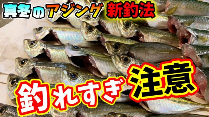 【アジング】【和歌山県田ノ浦漁港】真冬に爆釣　釣れすぎ注意！