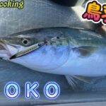 鳥羽沖　近海ジギング　ＵＲＯＫＯジグ　やっぱり鰆は嬉しい🎣