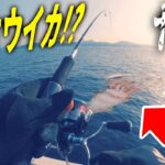 釣りでまさかのダイオウイカ！！？　【エギング】