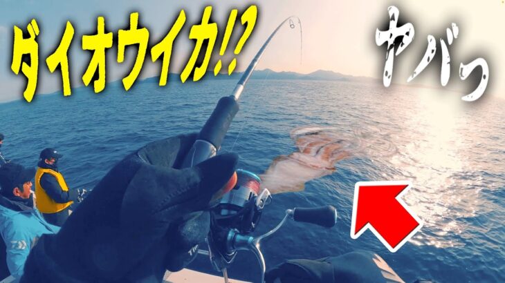 釣りでまさかのダイオウイカ！！？　【エギング】