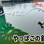 冬のシーバスが釣れない！と思っていたら…