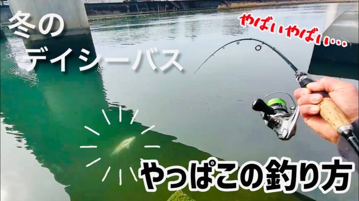 冬のシーバスが釣れない！と思っていたら…