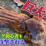 【エギング】今が旬！遂に大物現る！