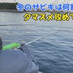 冬のサビキは何釣れる？夕マズメ攻めてきた