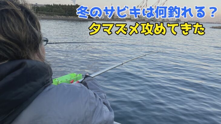 冬のサビキは何釣れる？夕マズメ攻めてきた