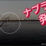 【浜名湖】海釣り公園 ナブラ ボイル 青物 シーバス ヒラスズキ ルアー 回遊魚 釣り