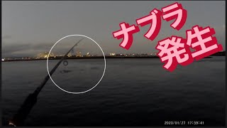 【浜名湖】海釣り公園 ナブラ ボイル 青物 シーバス ヒラスズキ ルアー 回遊魚 釣り