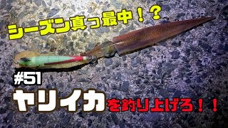 【イカ釣り】シーズン真っ最中！？ヤリイカを釣り上げろ！！#ヤリイカ釣り#島根釣り