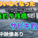 ボラのいなくなった豊浜釣り桟橋でサビキ釣り 水中映像あり