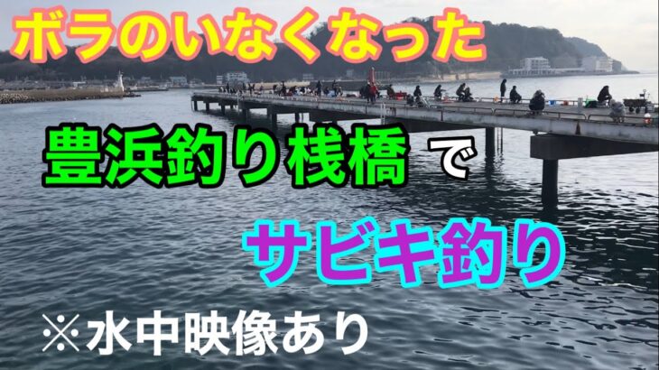 ボラのいなくなった豊浜釣り桟橋でサビキ釣り 水中映像あり