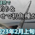 厳寒の茨城でアジ釣り＆泳がせで初魚種が！【カゴ釣り・ぶっこみサビキ・泳がせ釣り】