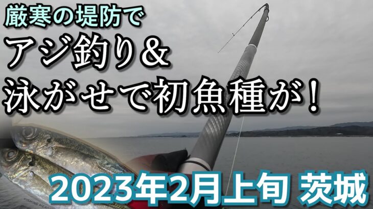 厳寒の茨城でアジ釣り＆泳がせで初魚種が！【カゴ釣り・ぶっこみサビキ・泳がせ釣り】