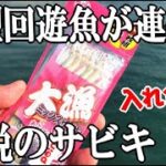 堤防から尺サイズの回遊魚がサビキで爆釣！釣り場で【代々引き継がれる伝説のサビキ】がポンポン釣れて凄かった。遠投ニキ