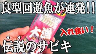 堤防から尺サイズの回遊魚がサビキで爆釣！釣り場で【代々引き継がれる伝説のサビキ】がポンポン釣れて凄かった。遠投ニキ