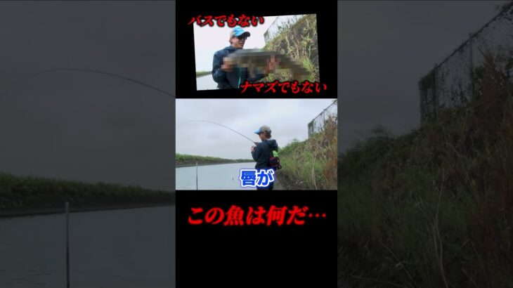 【伊藤巧】ブラックバスでもナマズでもないこの魚はなんだ!?