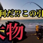 久しぶりに遠州灘サーフへルアー釣りに行ったら大物が…