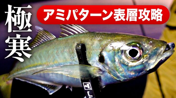 【釣果に差が出る】冬のアジング “ 潮流 ” ローテーションで良型連発！ / アミパターン / 漁港・堤防 / 一宮安幸