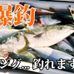 【沼島】真冬のジギング！青物爆釣！このジグが凄かった….！！