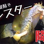 【エギング】平凡な堤防でモンスター降臨