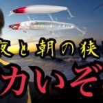 【遠州灘サーフ】前日大物をバラしたスポットへ暗い内から釣りに行ったら…