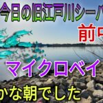 【シーバス釣り】今日の旧江戸川河口シーバス情報。