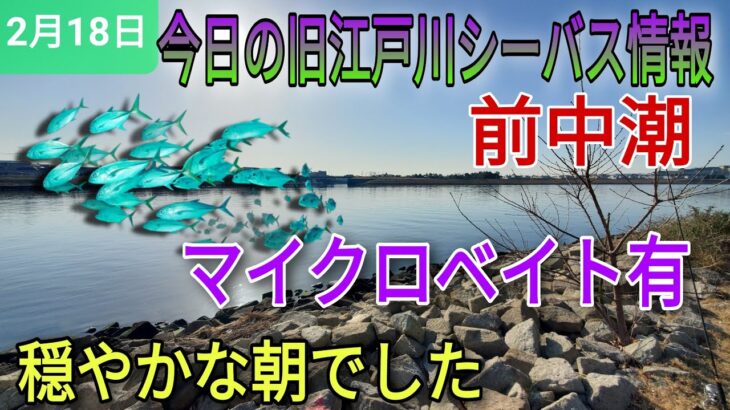 【シーバス釣り】今日の旧江戸川河口シーバス情報。