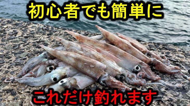 冬にだけ出来る、初心者でも簡単に釣れまくる最高に楽しい堤防エギング。