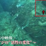 【サビキ釣り】アジの”活性の変化”が分かる水中映像/朝まずめ