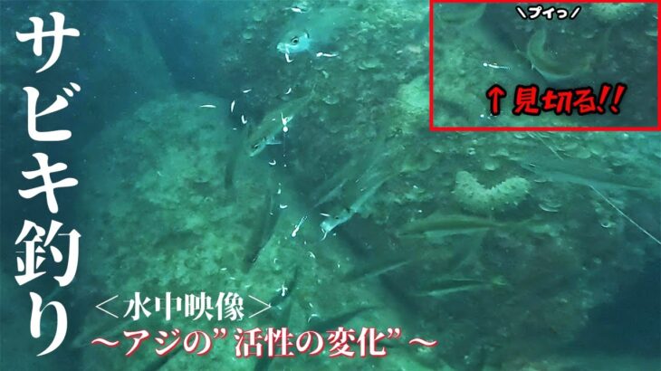 【サビキ釣り】アジの”活性の変化”が分かる水中映像/朝まずめ