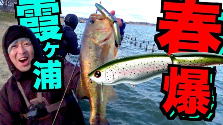 【バス釣り】今、霞ヶ浦が春爆ヤバイことになってんぞ！！