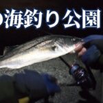 【シーバス】真冬夜の海釣り公園でめっちゃ釣れるルアーで釣りしてみました