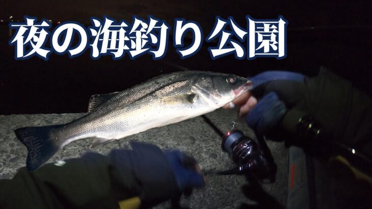 【シーバス】真冬夜の海釣り公園でめっちゃ釣れるルアーで釣りしてみました