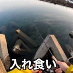 【バス釣り】久しぶりに冬の定番ポイントに行ったら入れ食いでした。