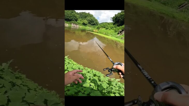 【衝撃】超ガリッガリのブラックバスが釣れた・・・。